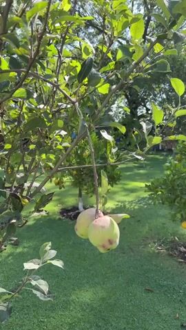 The video shows an apple tree with two apples hanging on a branch, followed by a wider shot of a lawn with small orange trees. Several oranges are visible on the trees and on the ground around the base of the trees. A few larger trees are in the background. The lawn is well-maintained and green.
