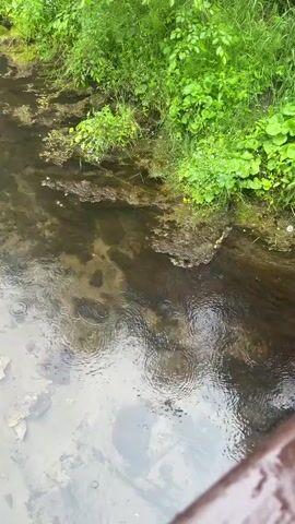 The video shows a close-up, overhead view of a shallow, murky stream with green foliage on its banks. Raindrops are visibly hitting the water's surface, creating ripples. The stream bed appears to be composed of mud and some scattered rocks or debris.