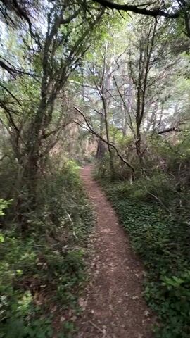 The video shows a dirt path winding through a lush, green forest. The camera moves forward along the path, looking upward towards the canopy of trees above. Sunlight filters through the leaves, creating a dappled effect on the forest floor. The path is surrounded by dense vegetation, including small plants and bushes. The trees have bare branches and green leaves.  The overall impression is that the viewer is taking a walk through a tranquil woodland.