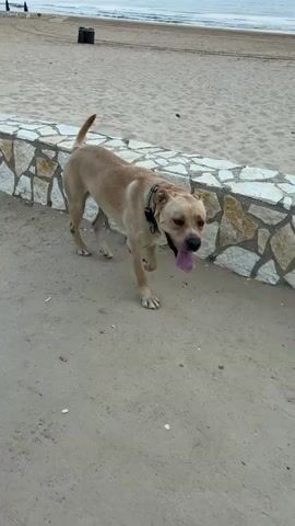 A tan dog with a black collar walks on a sandy path next to a low stone wall. The dog’s tongue is hanging out. In the background, the ocean and a beach are visible. A person’s legs are visible in the bottom left corner of the frame.