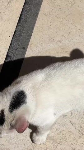 A close-up video captures a white cat with distinct black patches on its head, possibly around its ears and eye area, lying on a light-colored, tiled or paved surface. The cat is mostly still, appearing to be resting or relaxing, with subtle movements of its head. Bright sunlight casts clear shadows on the ground, indicating it is daytime. No people or visible text are present. The scene depicts a calm outdoor or semi-outdoor setting in Bansko, Bulgaria.
