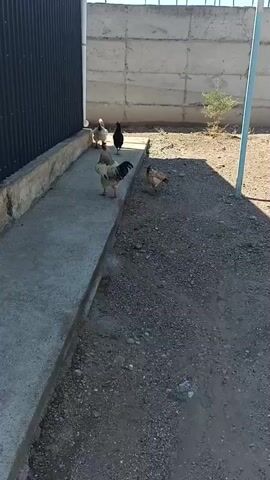 Four chickens are walking on a concrete path next to a black metal fence and a concrete wall. One chicken is in the foreground, facing away from the camera, while the other three are further down the path, also walking away. The ground is covered in gravel and dirt. The sky is clear and blue.