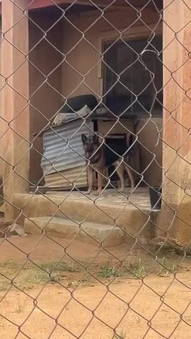 A tan-colored German Shepherd dog with a black saddle stands in front of a small shelter at the top of a short set of steps, behind a chain-link fence. The dog barks twice. The shelter is made of corrugated metal and sits against the wall of a light brown building.