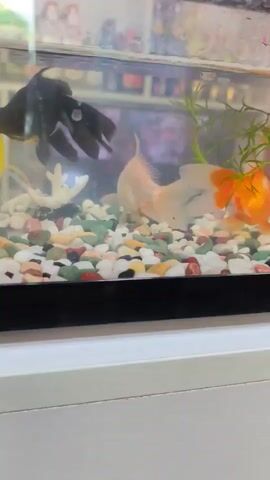 This is a video of a freshwater aquarium. The aquarium is home to three goldfish: one black moor, one pale orange-goldfish, and one bright orange-goldfish. The black moor is a striking fish with large, protruding eyes. The pale orange goldfish is more slender, with a flowing tail. The bright orange goldfish is the smallest of the three and is closest to the camera. The aquarium is decorated with a variety of colorful pebbles on the bottom, and a few sprigs of green aquatic plants are visible. In the background, the aquarium appears to be in a store, as shelves stocked with various items can be seen through the glass. The overall impression is one of a peaceful aquatic environment, with the fish swimming gracefully among their surroundings.