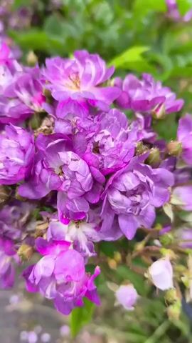 This is a close-up, vertical video of a cluster of vibrant purple and pink flowers, likely roses, in bloom. The petals are delicate and layered, with some showing signs of wilting. Small green buds are interspersed among the open flowers. The background is a soft blur of green foliage, suggesting a garden setting. The lighting is bright, indicating it could be daytime, possibly in the morning or afternoon. The overall mood conveyed is one of natural beauty and the ephemeral nature of flowers. There is no visible text in the video. The location context is Dublin, Ireland, but there are no specific visual cues to confirm this.