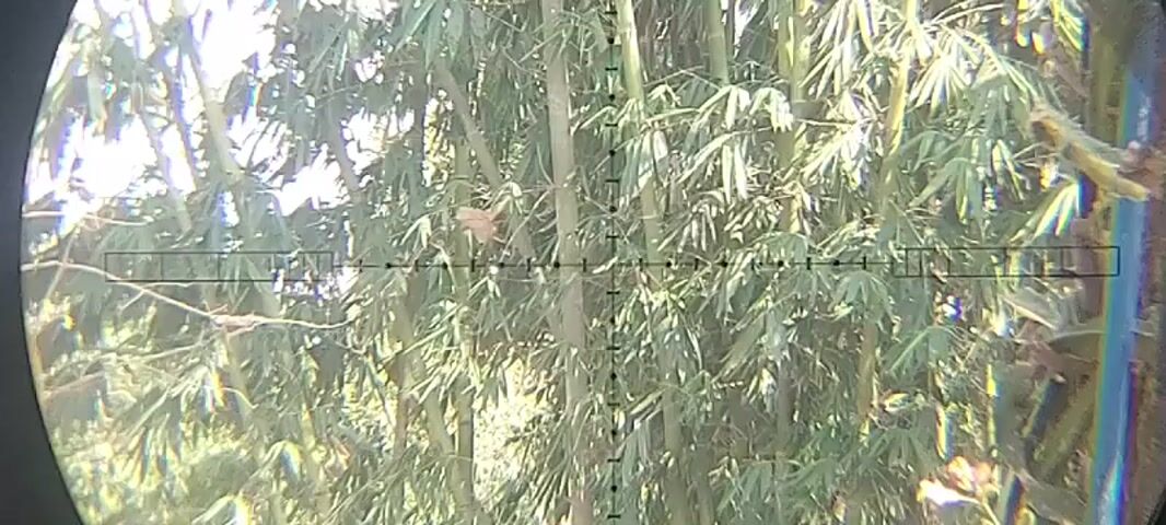 This video shows a close-up view through a scope of a bamboo forest. The scope reticle is visible in the center of the frame. A small, light brown animal, possibly a squirrel or a bird, is perched on a bamboo stalk in the upper left quadrant of the frame. The rest of the frame is filled with green bamboo leaves and stalks, with some bright light filtering through from above, suggesting a sunny day. The image is slightly blurry, which is typical of a video captured through a scope.
