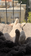 Cat naps belly-up in sunny Ramat Gan window