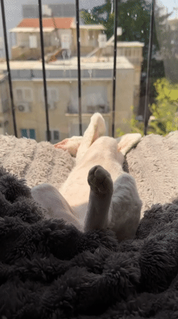 Cat naps belly-up in sunny Ramat Gan window