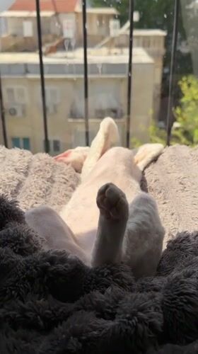 Cat naps belly-up in sunny Ramat Gan window