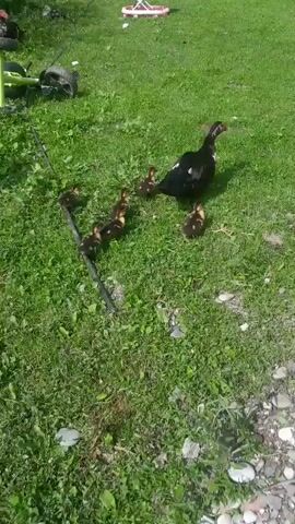 A black duck with white markings walks on a grassy field, followed by seven ducklings. The ducklings are small and fluffy with dark and yellow markings. The camera is positioned slightly above and behind the duck and ducklings, following their movement. The grass is green and appears to be recently mown. There are a few small rocks scattered on the ground. The lighting suggests it is daytime and sunny.
