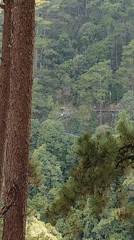 Forest canopy filmed from elevated position in Da Lat