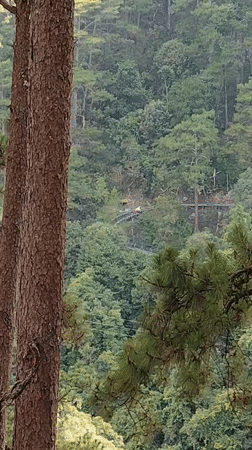 Forest canopy filmed from elevated position in Da Lat
