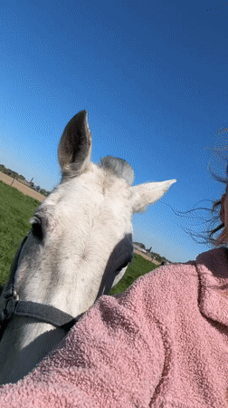 Person in pink jacket interacts with horse in Belgium