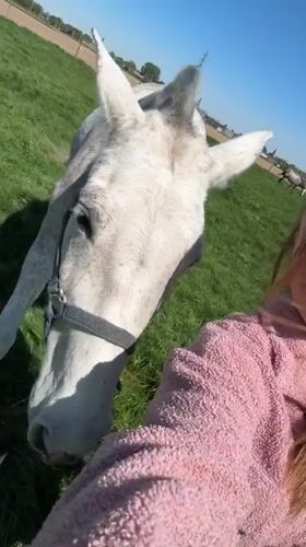 Person in pink jacket interacts with horse in Belgium
