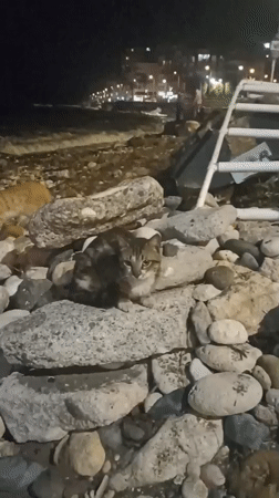 Nighttime coastal scene with cats, fishing boats, roses in Mezitli