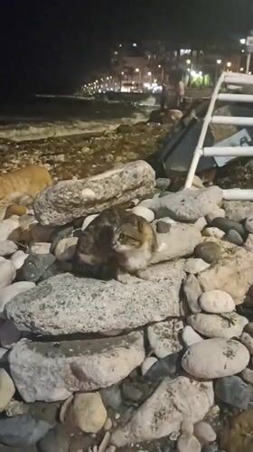 Nighttime coastal scene with cats, fishing boats, roses in Mezitli