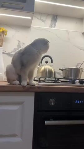 A grey Scottish Fold cat sits on a kitchen counter, watching a person cook. The person is using a slotted spoon to stir food in a pot on a gas stove. A kettle is also on the stove. Bananas are on the counter behind the pot. The kitchen has white marble backsplash and white cabinets with LED lighting. A black oven is visible below the counter. The time on the oven display reads 23:11.