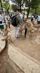 Tourists interact with free-roaming deer in Nara Park, Japan