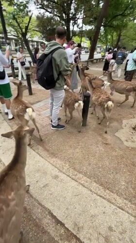 Tourists interact with free-roaming deer in Nara Park, Japan