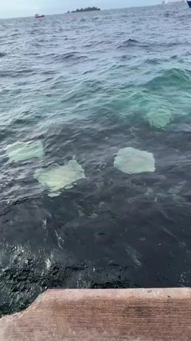 The video shows a choppy, turquoise ocean viewed from a wooden dock. Several large, flat, pale objects are visible just below the surface of the water. These objects appear to be stingrays. The water is dark in some areas, suggesting depth or shadows from the stingrays. The sky is overcast. In the distance, a small island or landmass with a red structure on it is visible.