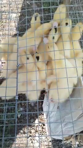 The video shows a top-down, close-up view of a metal cage containing approximately ten yellow ducklings. The ducklings are clustered together, and their bodies are mostly obscured by the cage wire and each other. Some of the ducklings have small black markings on their heads and backs. The ground beneath the cage appears to be dirt and small stones. There is a piece of white fabric visible in the lower right portion of the cage. The lighting suggests it is daytime.