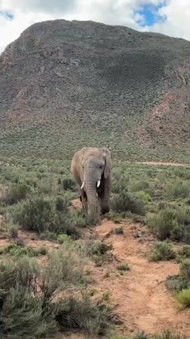 The video shows an elephant standing in a grassy area, with a large mountain in the background. The elephant is facing the camera and standing on a dirt path. The sky is cloudy with patches of blue. The elephant appears to be calm.