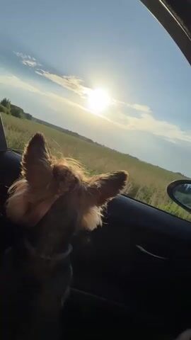 A small, tan-colored dog, possibly a Yorkshire Terrier, peeks out of a car window. Its ears are perked up, and it appears to be looking out at the scenery. The dog is wearing a light-colored collar.

The car's interior is dark, with a black door panel and a silver door handle visible. A person's hand, adorned with a ring on the index finger and tattoos on the wrist, is visible on the steering wheel.

Outside the car, a vast field of green grass stretches to the horizon under a bright, sunny sky. The sun is high in the sky, casting a warm glow and creating lens flare effects in the image. Wispy clouds are scattered across the blue sky. A side-view mirror of the car reflects a rural landscape. A thin, vertical pole, possibly a utility pole, stands in the middle ground.

The overall scene suggests a leisurely drive through the countryside during the daytime, likely late afternoon or early evening given the sun's position and the golden light. The dog's posture and the scenic view evoke a sense of freedom and enjoyment. There is no visible text in the image. The location is identified as Anglininkai, Lithuania.