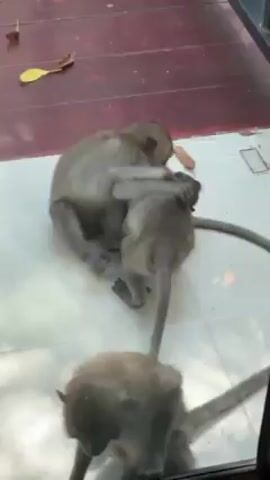The video shows three monkeys on a white tiled surface with a wooden floor in the background. One monkey is seated, another is mounted on its back. The monkey on top appears to bite the neck of the one below. A third monkey sits in the foreground, seemingly watching the other two.  The scene is viewed through a glass barrier, possibly a window or enclosure. There are a few small brown leaves and a yellow leaf on the wooden floor.