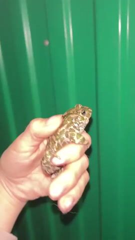 A person's hand holds a small, green and brown spotted frog against a corrugated green background. The frog appears to be resting on the fingers and palm of the hand. The background is out of focus but shows the texture of the green surface.