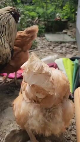 The video shows a group of chickens of various colors, including brown, white, and black, in an outdoor setting. The ground is covered with dirt and small rocks. There are green plants and a fence visible in the background. Some of the chickens are pecking at the ground, while others are standing or walking around. A food bowl is also visible.