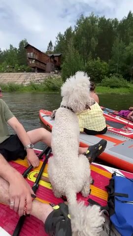 The video shows a group of people and a white poodle on paddleboards on a river. The poodle is in the foreground, facing to the right and looking away from the camera. Two women are visible on paddleboards behind the poodle. One woman is wearing a yellow and white top and the other is wearing a colorful garment. A man's legs are visible in the lower left of the frame, wearing black shorts and a watch. The paddleboards are red and orange with colorful designs. In the background, there is a wooded shoreline with a large wooden house on a hill. The river is calm, and the sky is overcast. The camera pans to the right, showing more of the river and the shoreline with a few small buildings and trees. Further in the distance, there are hills and more trees. The video ends with a close-up of a paddleboard with a koi fish design.