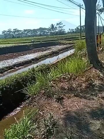 The video shows a rural landscape with rice paddies under a clear sky. The paddies are terraced and filled with water, indicating they are either recently planted or being prepared for planting. In the distance, a conical mountain is visible, topped with a small cloud or haze. Several palm trees and other greenery are scattered throughout the landscape. There are a few figures in the rice paddies, possibly farmers tending to the crops. A dirt path runs along the edge of the foreground, with dry earth and sparse vegetation. A large tree trunk is visible on the right side of the frame. Overhead, power lines stretch across the sky. The overall impression is one of a sunny day in an agricultural area.