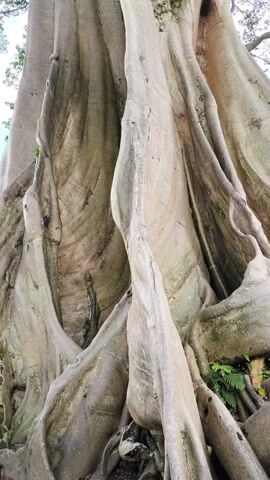 The video shows a large tree with a massive trunk and thick branches extending upwards towards the sky. The bark is light brown with textured patterns and ridges. Green leaves are visible amongst the branches. The sky is partially visible through the canopy of the tree.