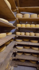 Traditional food production facility documented in Blinisht, Albania