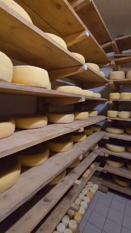 The video shows a room lined with wooden shelves, each shelf stacked with rounds of cheese in varying sizes. The cheeses are pale yellow. A man walks between the shelves, wearing a white t-shirt, camouflage pants, and white sneakers. The room is brightly lit. The floor is tiled.