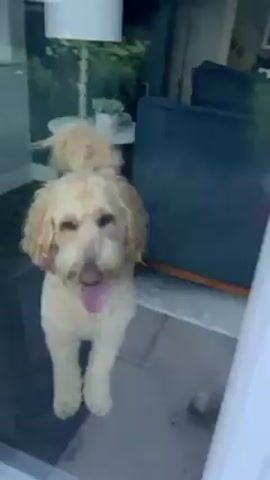 A medium shot of a light goldendoodle dog with its tongue sticking out, standing on what looks like a glass windowsill and wagging its tail. The person filming is visible in the reflection of the glass, holding a small device. Behind the dog through the glass, is a living room with a small white table and lamp, and a blue couch.