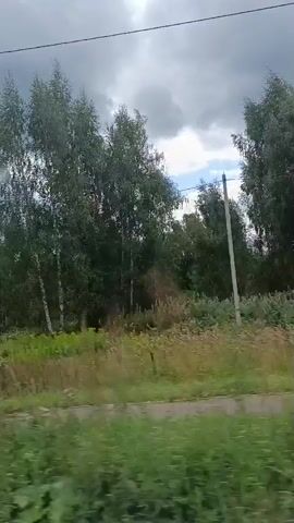 The video shows a view from a moving vehicle looking out at a rural landscape. Tall trees, including birch trees, line the right side of the road, interspersed with dense green foliage and tall grasses. The sky is overcast with dramatic, dark clouds, suggesting an impending storm. The road itself is visible in the foreground, with a section of the vehicle's side mirror and door on the left side of the frame. The scene appears to be a natural environment with evidence of human infrastructure, such as power lines and a lamppost.
