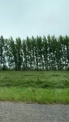 The video shows a view from a moving vehicle looking out at a landscape with a line of trees and a field. The sky is overcast. The trees are tall and slender, with dense green foliage. The field is covered in green grass with some scattered white and purple wildflowers. The road surface, appearing to be gravel or dirt, is visible in the foreground. The camera appears to be panning slightly as the vehicle moves. There are no people or animals visible in the video. The overall impression is a serene, natural environment, possibly during spring or summer.