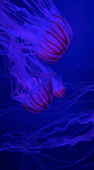 London aquarium exhibits documented including python, jellyfish, sharks