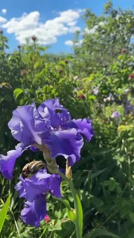 The video shows a close-up of a purple iris in a garden. The flower is in focus, with greenery and other plants blurred in the background. The sky is visible with some clouds. A small brown object rests on the iris. The camera is still.