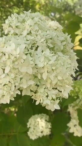 A close-up video shows a cluster of white hydrangeas with a budding green hydrangea in the background. Sunlight filters through the leaves, creating a dappled effect. The flowers are delicate and detailed, with many small petals. The background is slightly blurred, emphasizing the focus on the flowers.