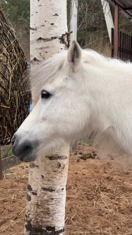 A white horse with a gray muzzle eats from a black mesh hay feeder attached to a birch tree. The ground around the horse is a mix of dirt, straw, and horse manure. There is a green wire fence and trees in the background.