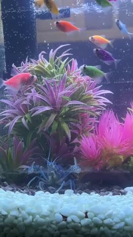 A fish tank with a blue crayfish in the foreground. Several brightly colored fish, including orange, pink, green, purple, and blue, swim in the background. The tank contains artificial plants in shades of pink and green, and the bottom is covered in white pebbles. Bubbles are visible throughout the water.