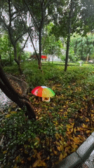 Rainy morning scenes captured in Yuzhong District park