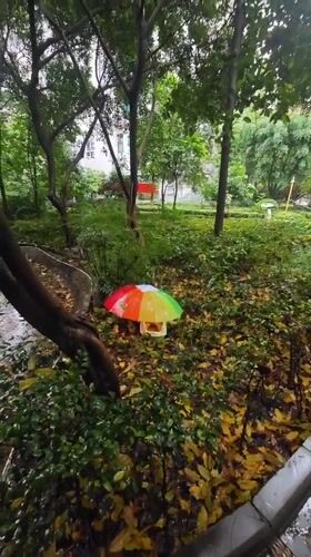 Rainy morning scenes captured in Yuzhong District park