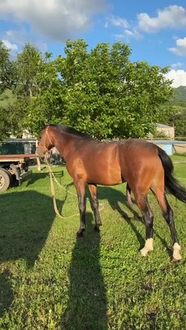 A brown horse stands in a grassy field on a sunny day. The horse is facing to the left, with its head down. A rope halter is on its head, and a lead rope is attached to the halter, trailing on the ground. The horse's tail is long and black. In the background, there are trees, a building, and a hill. The sky is blue with some white clouds. The time of day appears to be late afternoon, as indicated by the long shadows. The weather is warm and pleasant. The setting is a rural area, possibly a farm or ranch, in Karachayevsk, Russia. There is no visible text in the image.