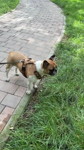 A tan and white French bulldog wearing a brown harness stands on a paved pathway next to a grassy area. The dog is on a leash, held by an unseen person. The dog is facing to the right, looking into the grass. The pathway is made of rectangular pavers and curves to the left. The grass is tall and green. The scene is outdoors in daylight.