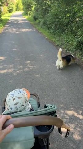 The video begins with a first-person perspective of someone pushing a stroller along a paved path. A corgi dog, tri-colored with black, white, and tan markings, is walking ahead on the right side of the path, facing away from the camera. The stroller has a green canopy and a brown handle, and a baby wearing a patterned hat is visible inside. The path is bordered by lush green trees and vegetation on both sides, with dappled sunlight filtering through the leaves. The dog briefly turns its head towards the camera before continuing to walk forward. The scene is set outdoors on a bright, sunny day.