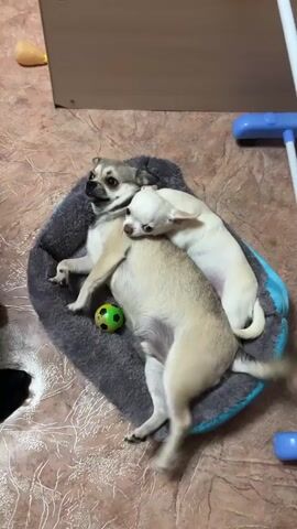 Two small dogs, likely Chihuahuas, are resting in a circular, plush pet bed. The larger, tan dog is lying on its back, with its legs extended and a small green and yellow ball near its belly. A smaller, white dog is curled up on top of the tan dog, with its head resting near the tan dog's neck. The dogs appear to be asleep or resting comfortably together. The pet bed is situated on a patterned linoleum floor, with a portion of a wooden cabinet visible in the upper background. A yellow toy is also visible on the floor in the upper left corner of the frame.