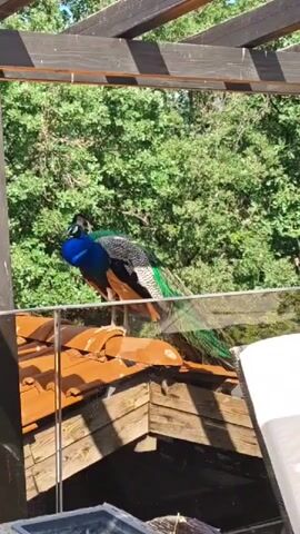 The video shows a peacock perched on a roof. The peacock has vibrant blue and green feathers.  Behind the roof is a dense green tree and a dark pergola. The roof has terracotta tiles. The video is shot from under the pergola.